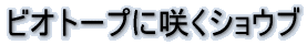 �r�I�g�[�v�ɍ炭�V���E�u 